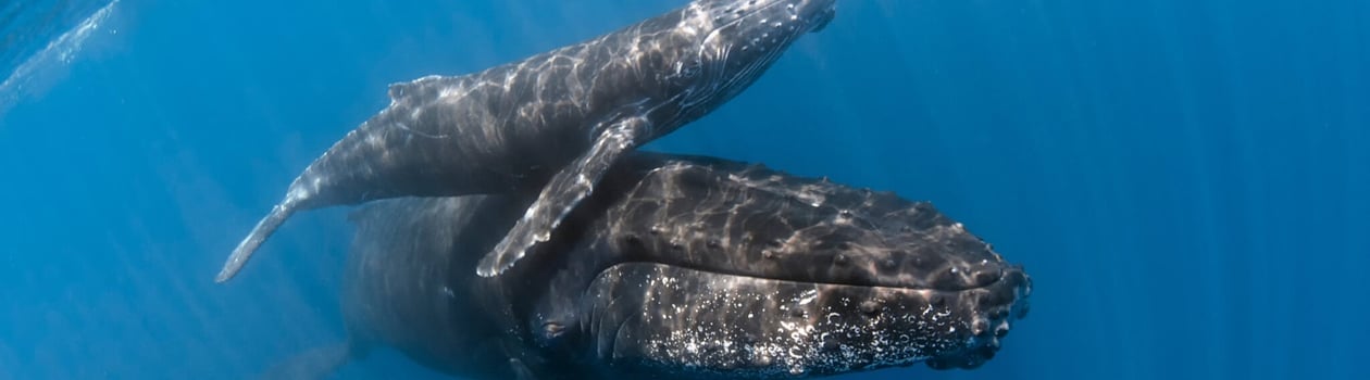 Festival for the Souls of Dead Whales