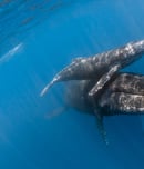 Festival for the Souls of Dead Whales