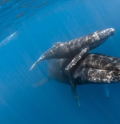 Festival for the Souls of Dead Whales