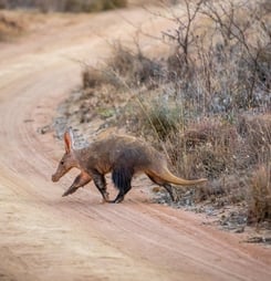 national aardvark week