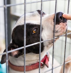 national adopt a shelter pet day