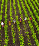 national agriculture week