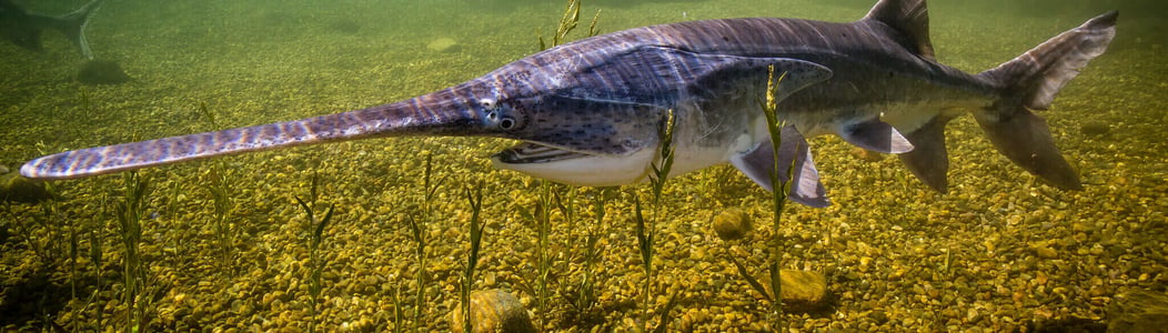 national american paddlefish day