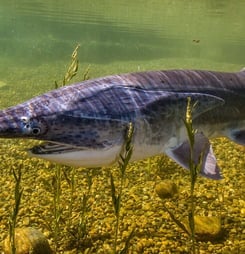 national american paddlefish day