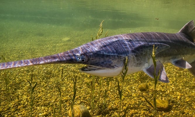 national american paddlefish day