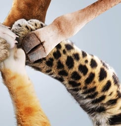 National Animal Advocacy Day