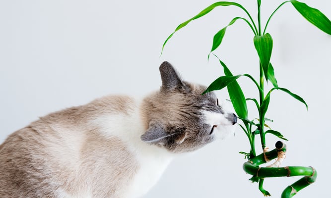 national animal poison prevention week