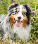 National Australian Shepherd Day