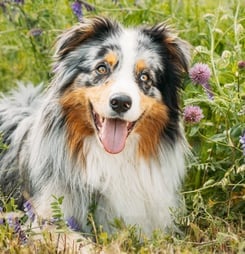 National Australian Shepherd Day