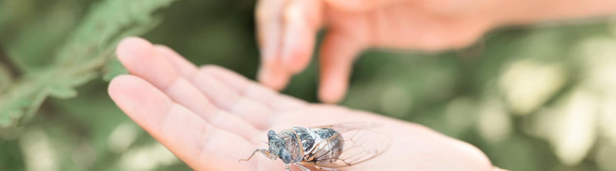 National Be Nice to Bugs Day