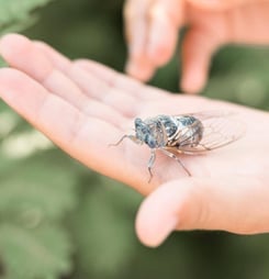 National Be Nice to Bugs Day