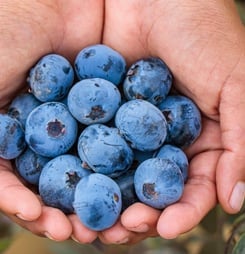 national blueberry month
