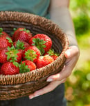 national california strawberry day