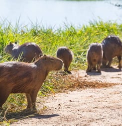 National Capybara Day