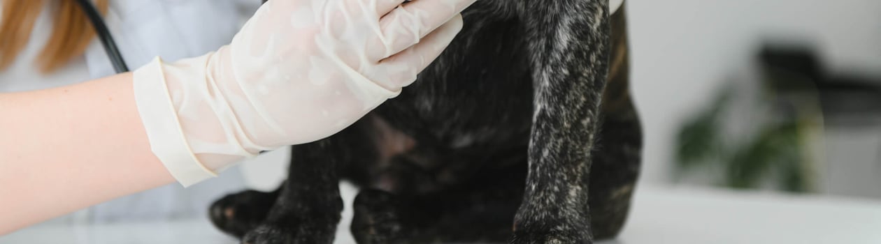 national cat & dog health awareness day
