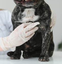 national cat & dog health awareness day