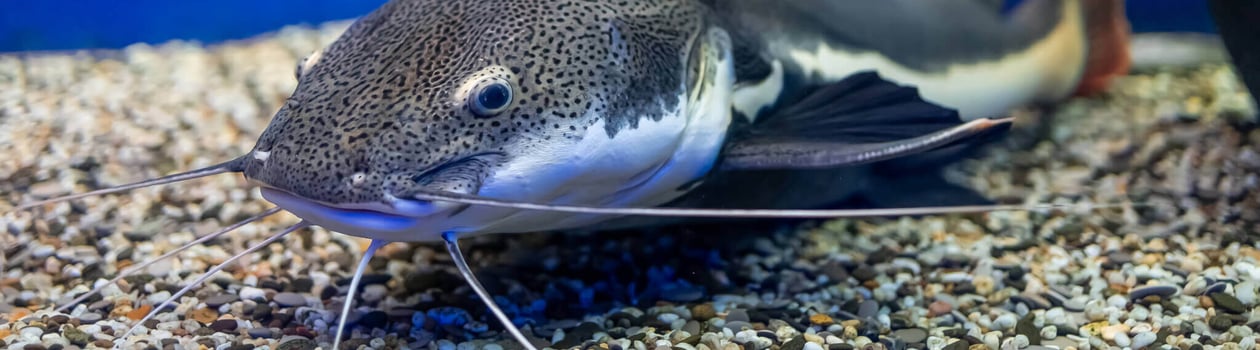 national catfish month