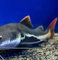 national catfish month