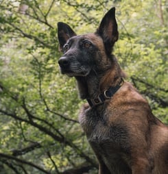 National Conservation Dog Day