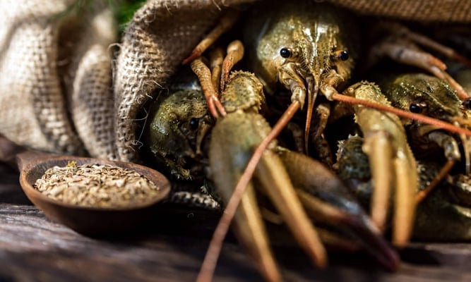 national crawfish day