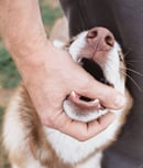 National Dog Bite Prevention Week