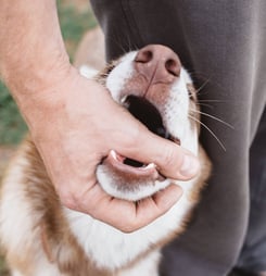 National Dog Bite Prevention Week