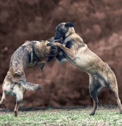 national dog fighting awareness day