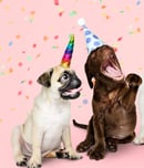 national dog party day