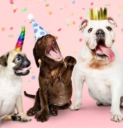 national dog party day