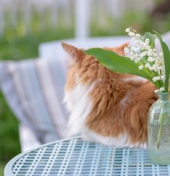 National Drink Wine with Your Cat Week