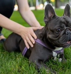 National French Bulldog Day