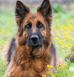 National German Shepherd Day