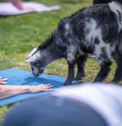 national goat yoga month