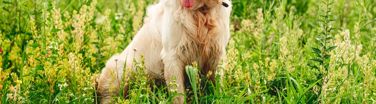 national golden retriever day