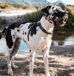 National Great Dane Day