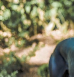 national greyhound day