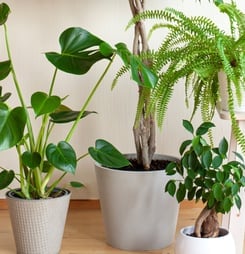 national indoor plant week