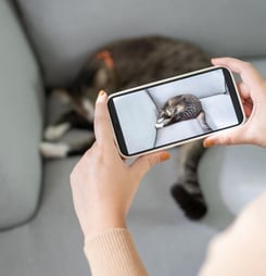 National Internet Cat Day