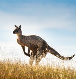 national kangaroo awareness day