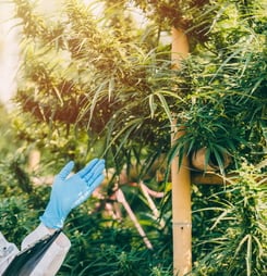 National Medical Cannabis Week