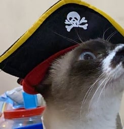 National Meow Like a Pirate Day