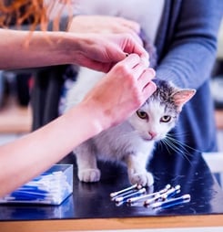 national microchipping month