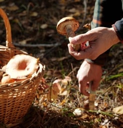 national mushroom hunting day