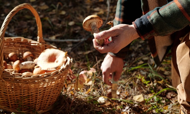 national mushroom hunting day