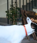 national pet care for all day