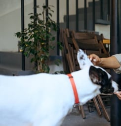 national pet care for all day