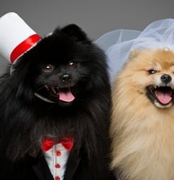 national pet wedding week