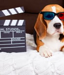 National Pets in Film Day