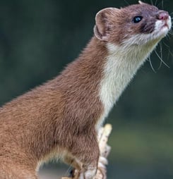 national pop goes the weasel day