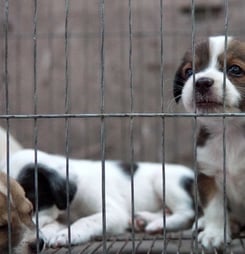 national puppy mill rescue day